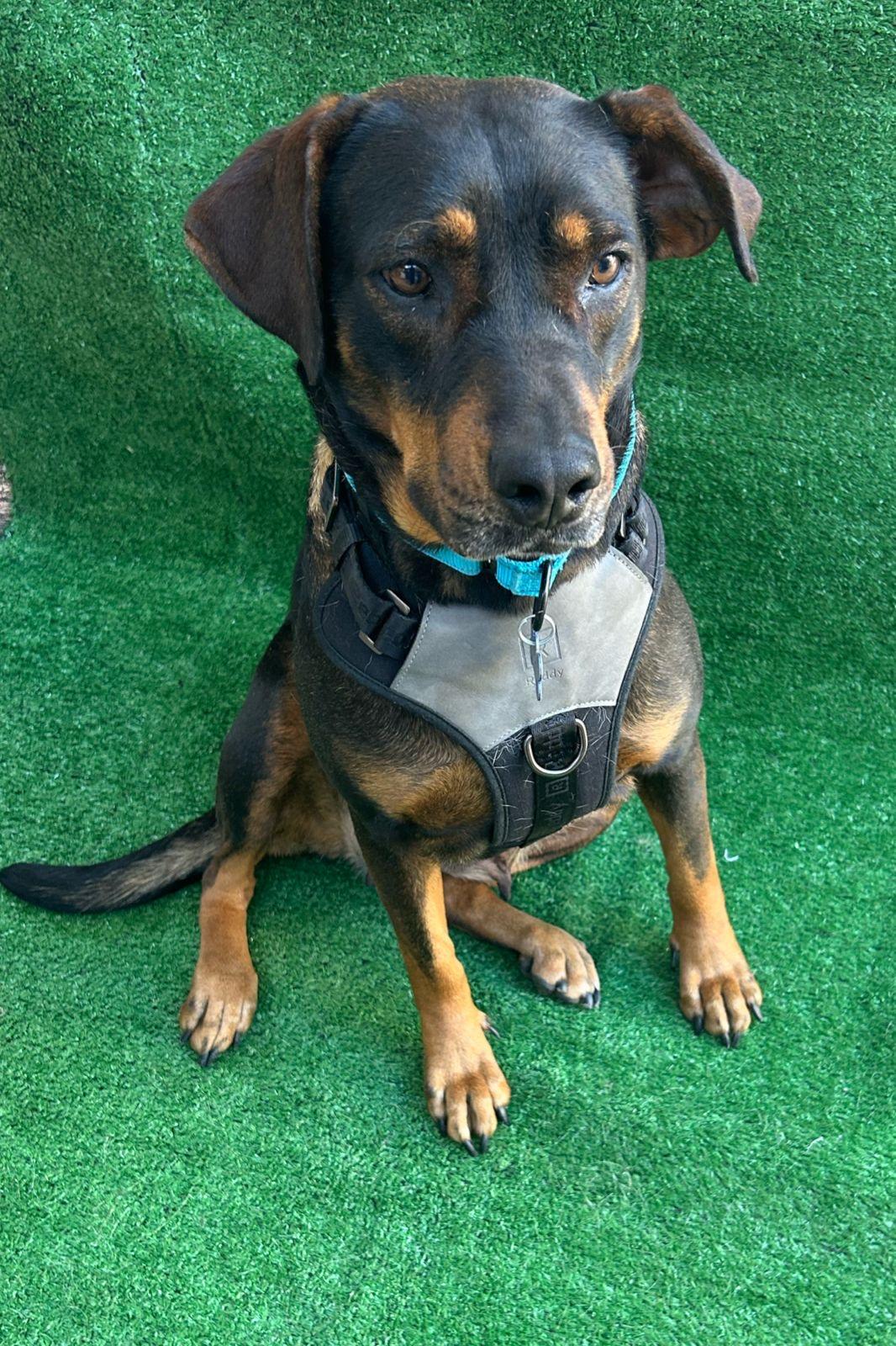 Enlarge Ruby, a Adoptable mixed breed in San Ysidro, CA image 5/6