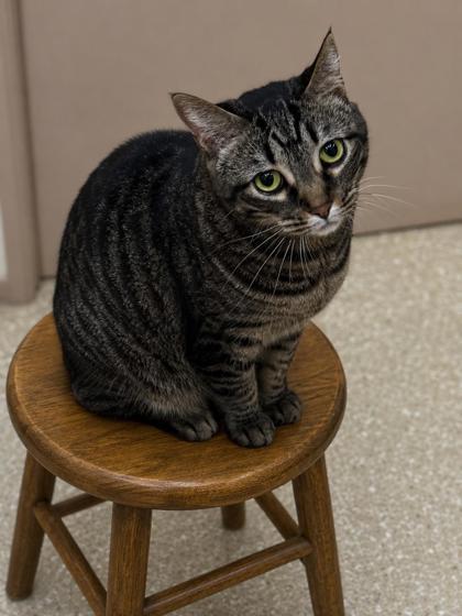 Enlarge Trixie (Adoption Fee Sponsored), a Adoptable mixed breed in Seneca, SC image 1/3