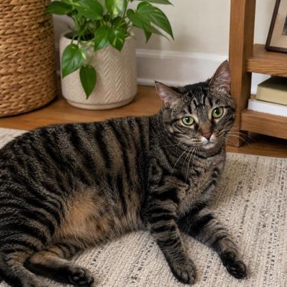 Enlarge Trixie (Adoption Fee Sponsored), a Adoptable mixed breed in Seneca, SC image 2/3