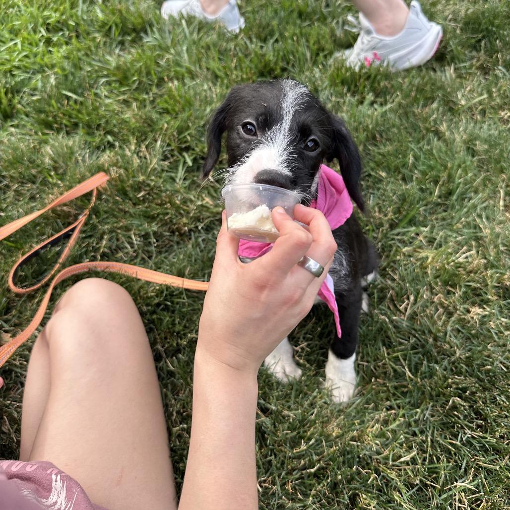 Janis, Adoptable, Puppy Female Cavalier King Charles Spaniel & Pit Bull Terrier.
