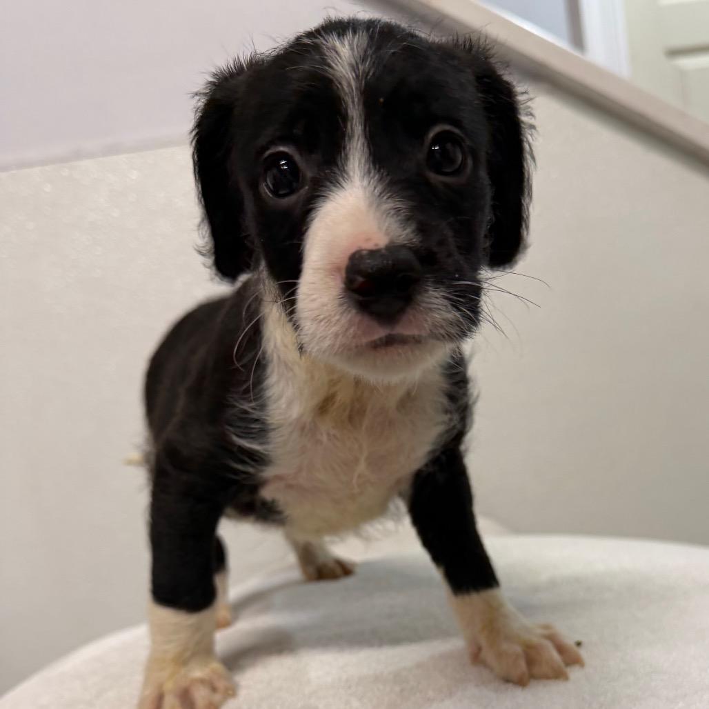 Janis, Adoptable, Puppy Female Cavalier King Charles Spaniel & Pit Bull Terrier.