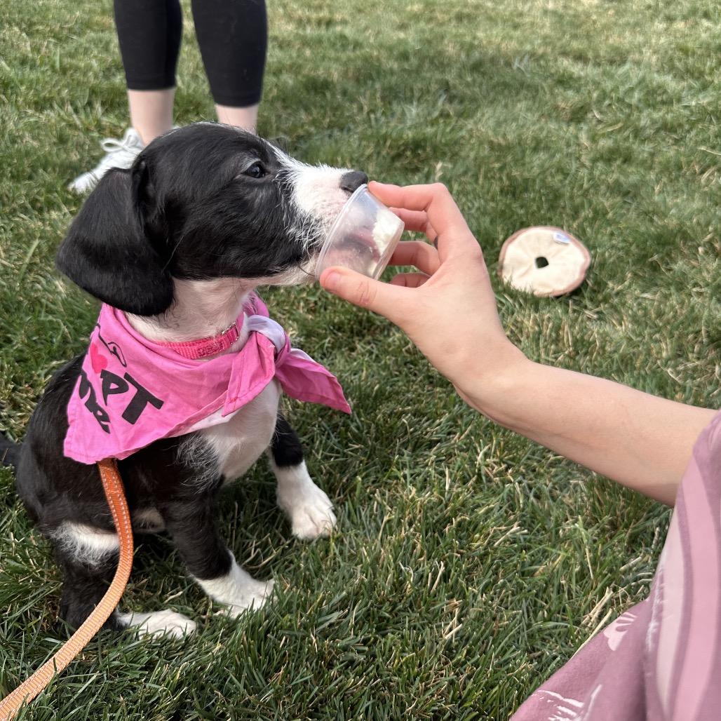 Janis, a Adoptable mixed breed in West Chester, PA image 4/6