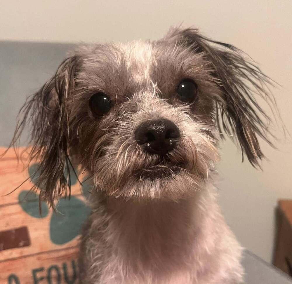 Benny, Adoptable, Adult Male Maltese & Mixed Breed.
