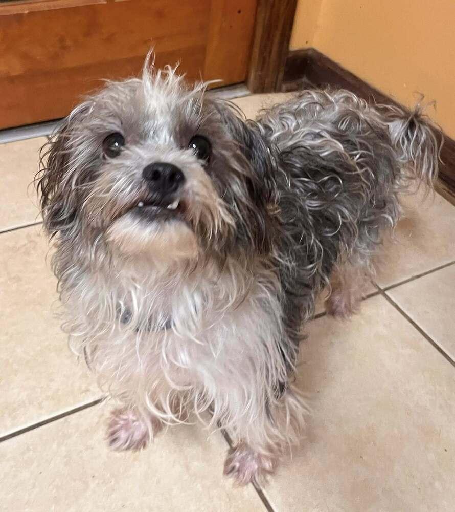 Benny, a Adoptable mixed breed in Acworth, GA image 3/5