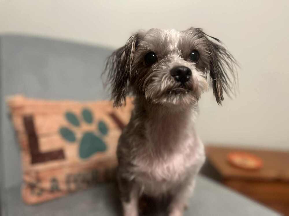 Benny, a Adoptable mixed breed in Acworth, GA image 5/5