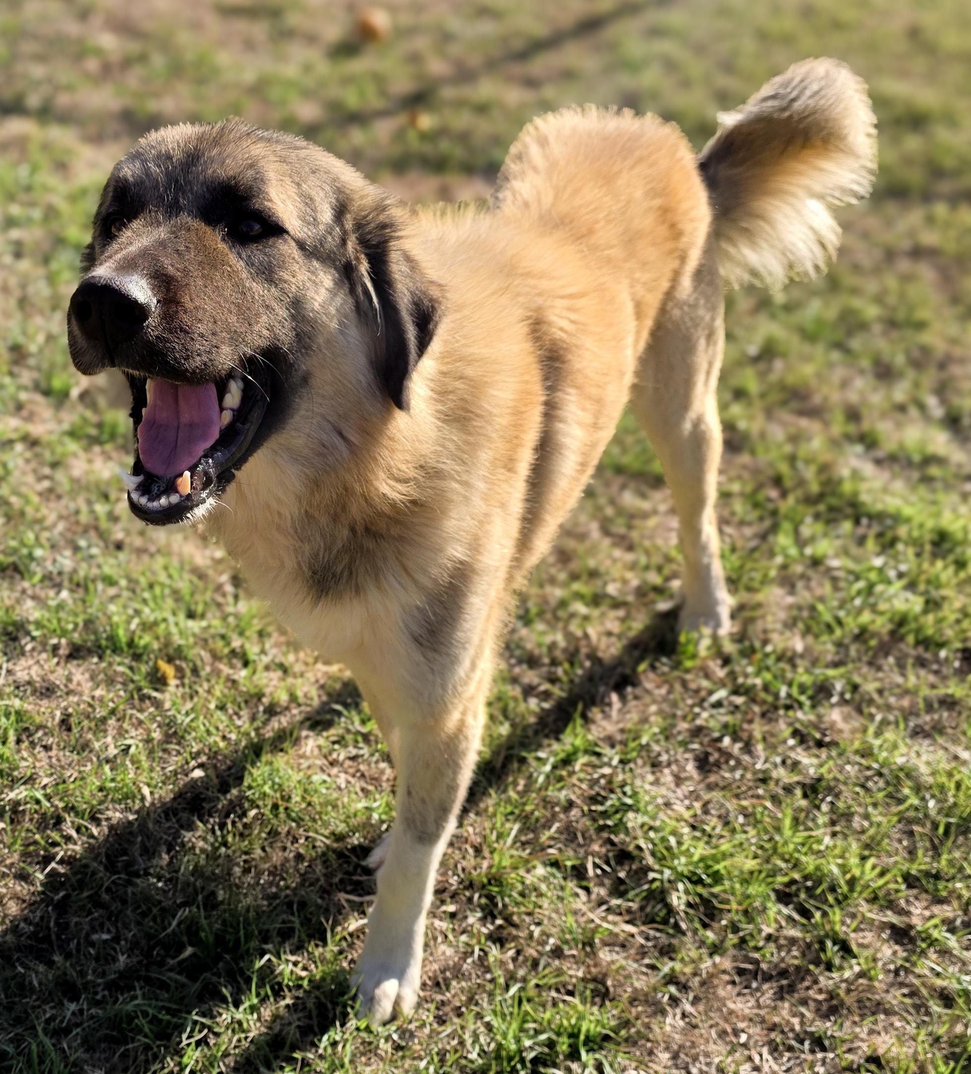 Enlarge Ray, a Adoptable Anatolian Shepherd in Denver, CO image 1/6