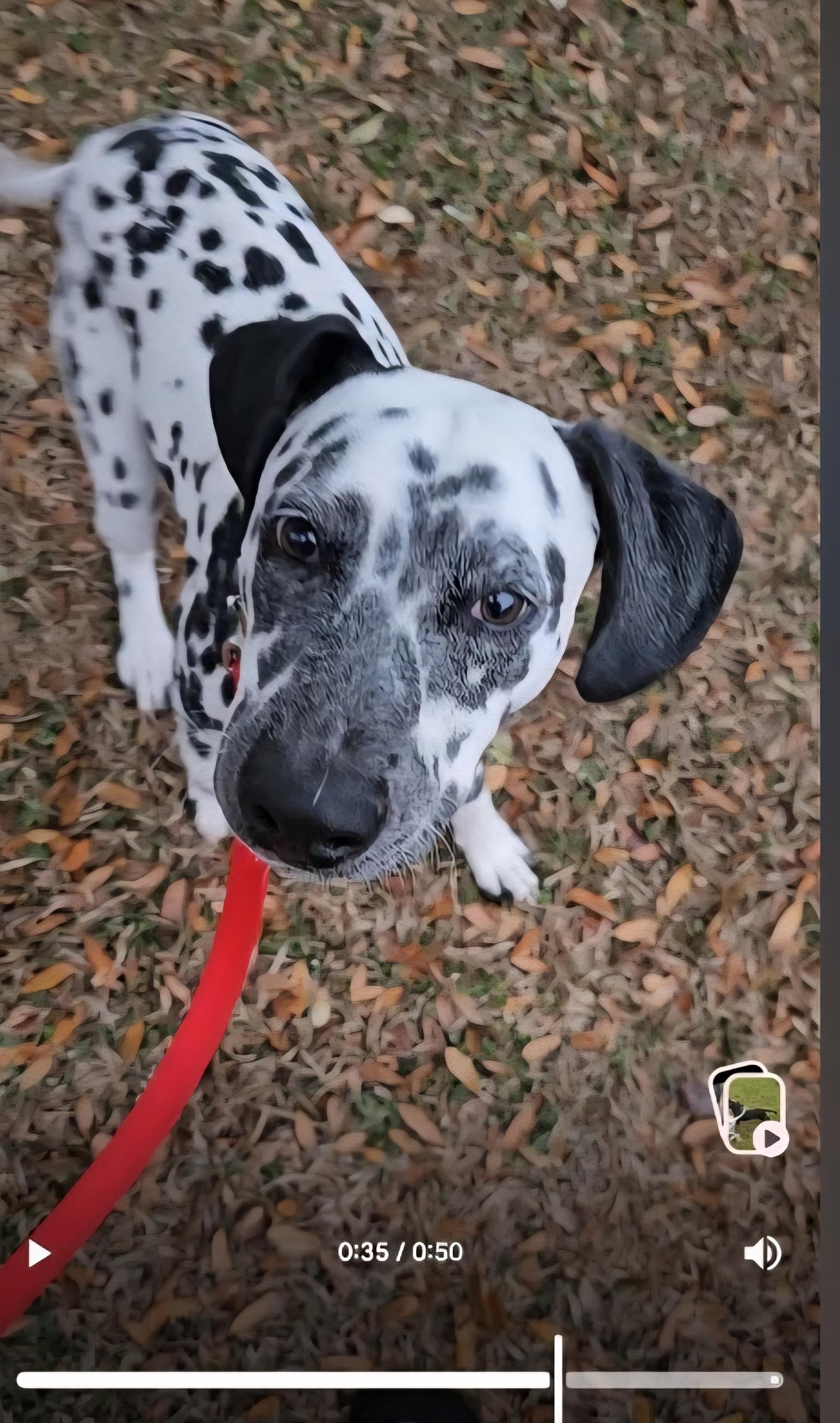Hero, a ADOPTABLE Dalmatian in Conway, SC image 3/3