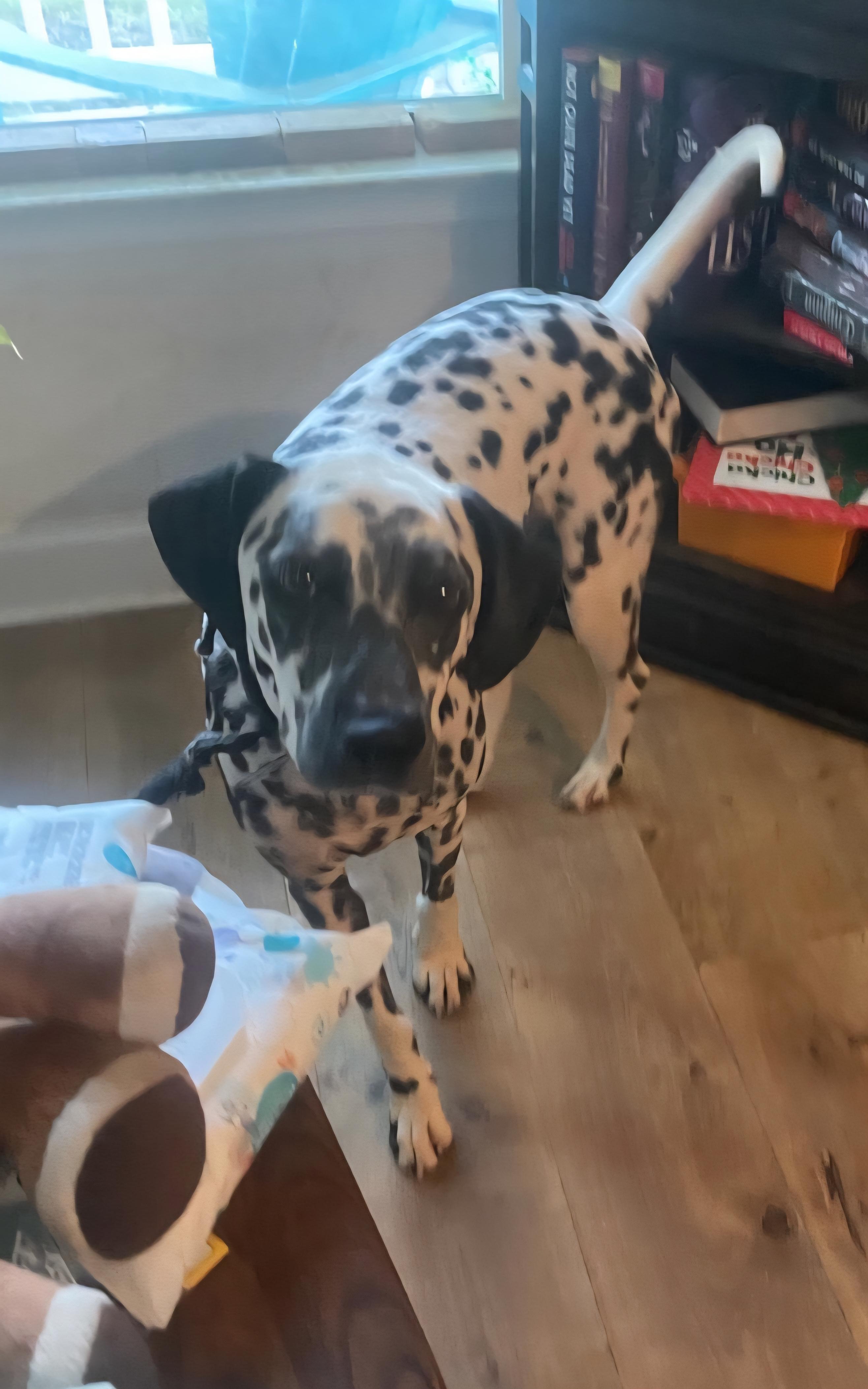 Hero, ADOPTABLE, Young Male Dalmatian.