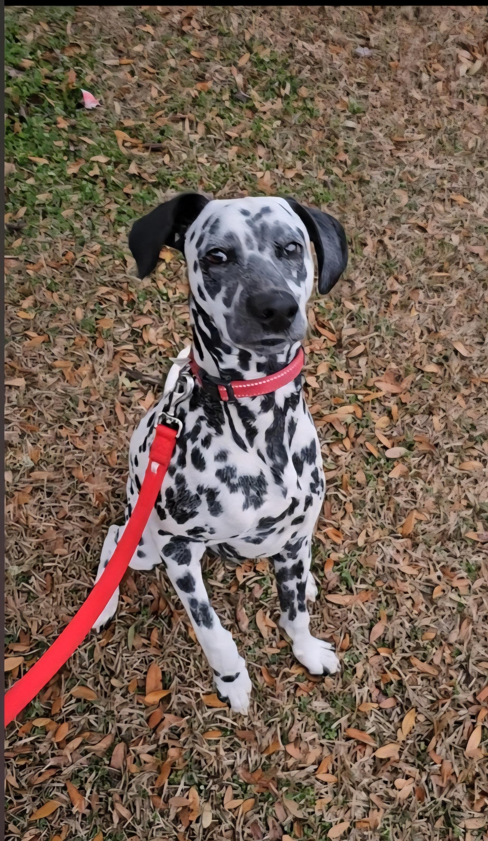 Hero, a ADOPTABLE Dalmatian in Conway, SC image 2/3