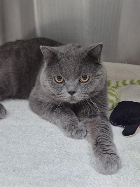 Enlarge SHADOW, a Adoptable British Shorthair in Vaughan, ON image 1/1