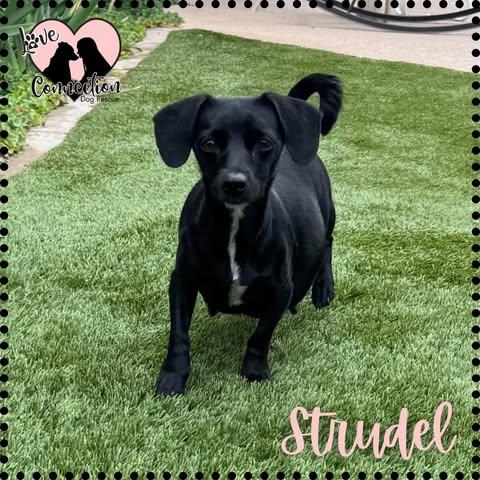 Strudel, ADOPTABLE, Young Female Dachshund.
