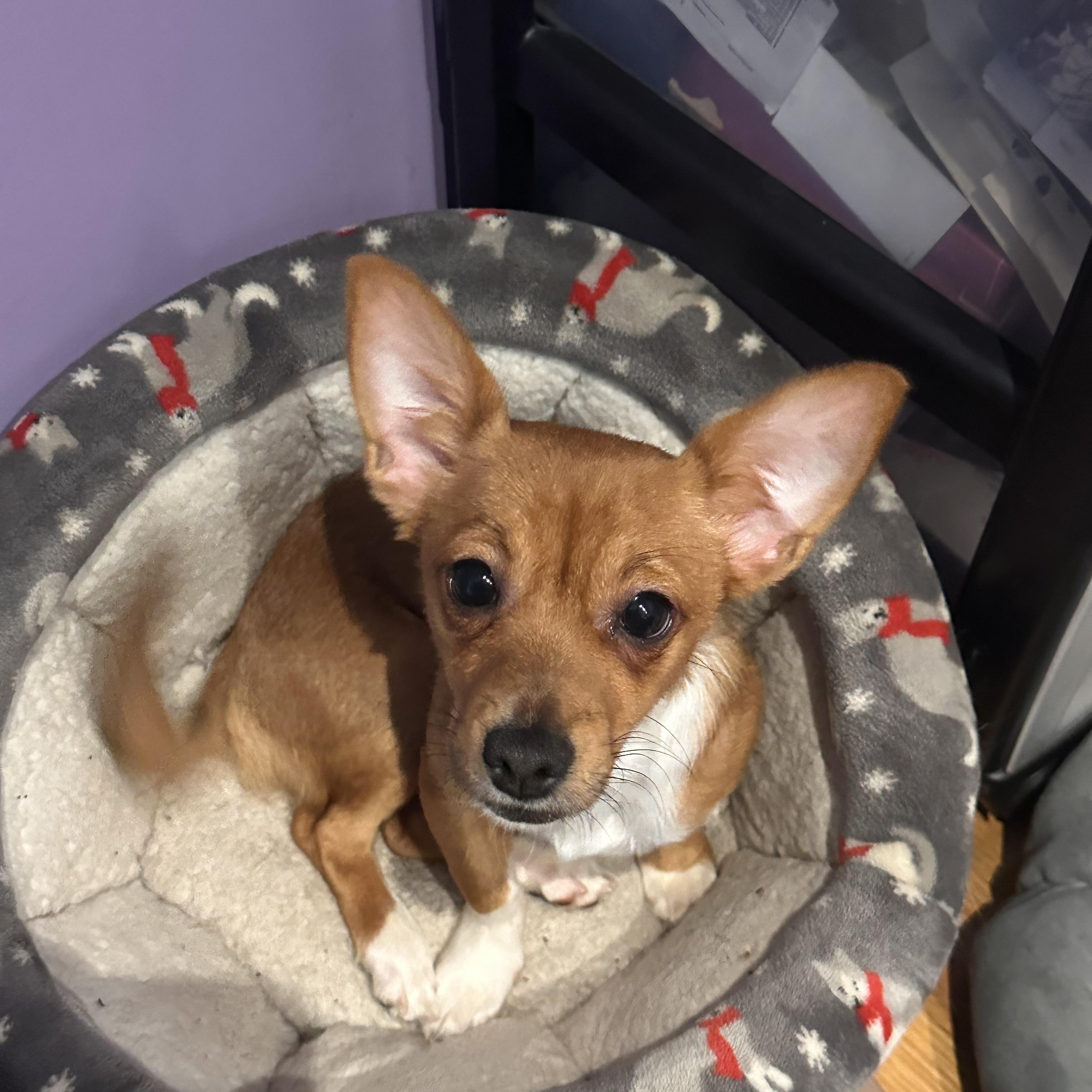Tober (Bev-fostered in New England), adopted, Puppy Male Chihuahua & Corgi.