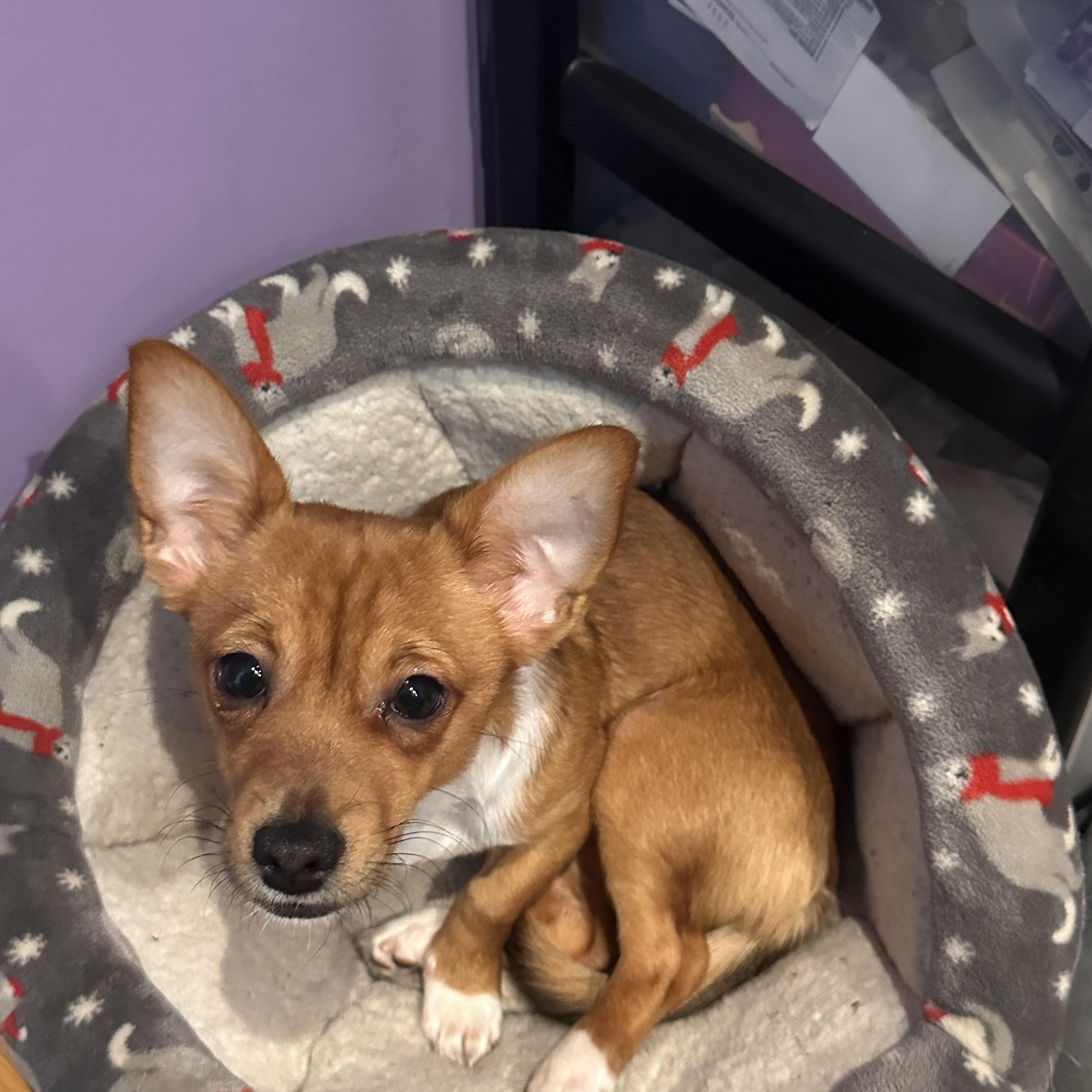 Enlarge Tober (Bev-fostered in New England), an adopted mixed breed in Warwick, RI image 5/6