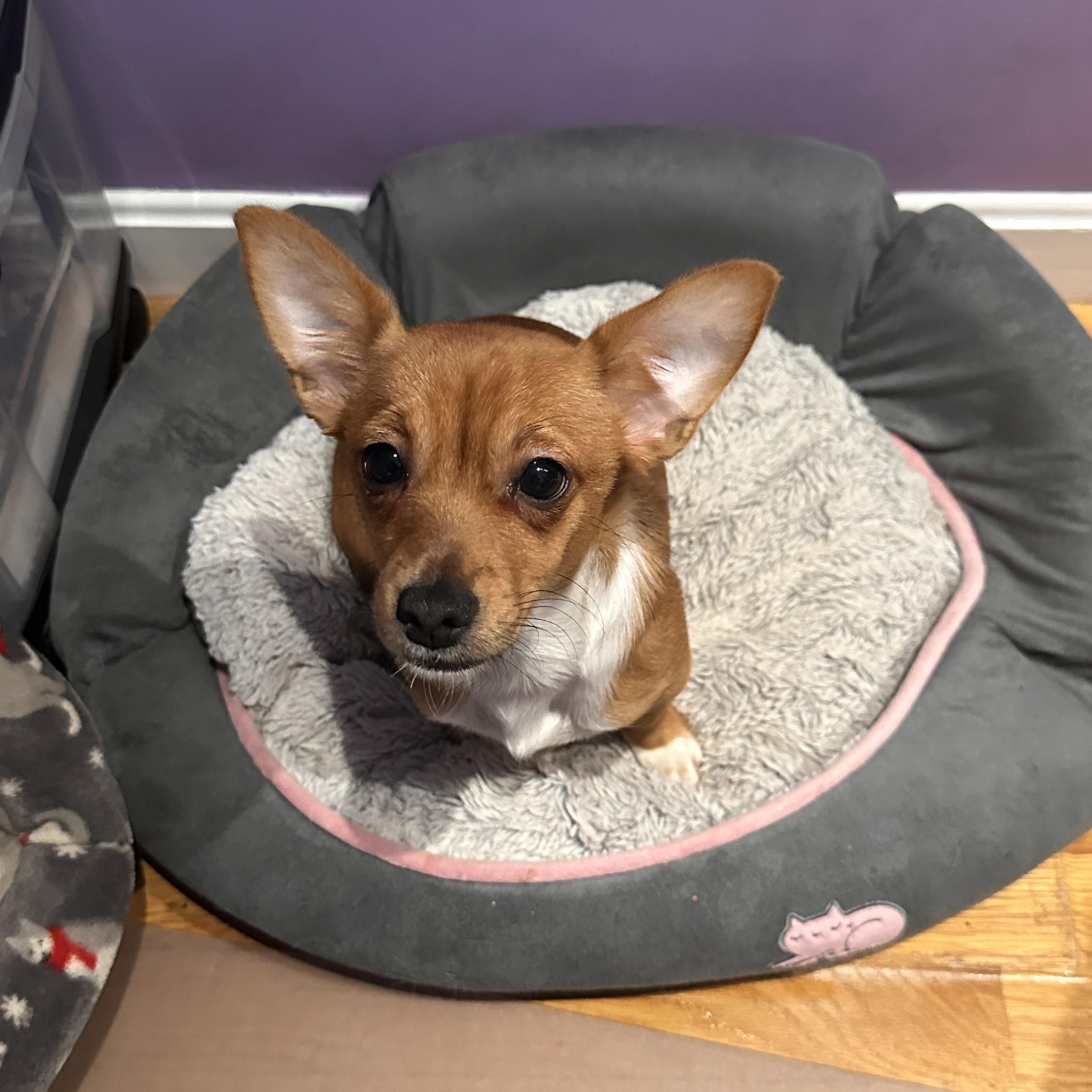 Enlarge Tober (Bev-fostered in New England), an adopted mixed breed in Warwick, RI image 6/6