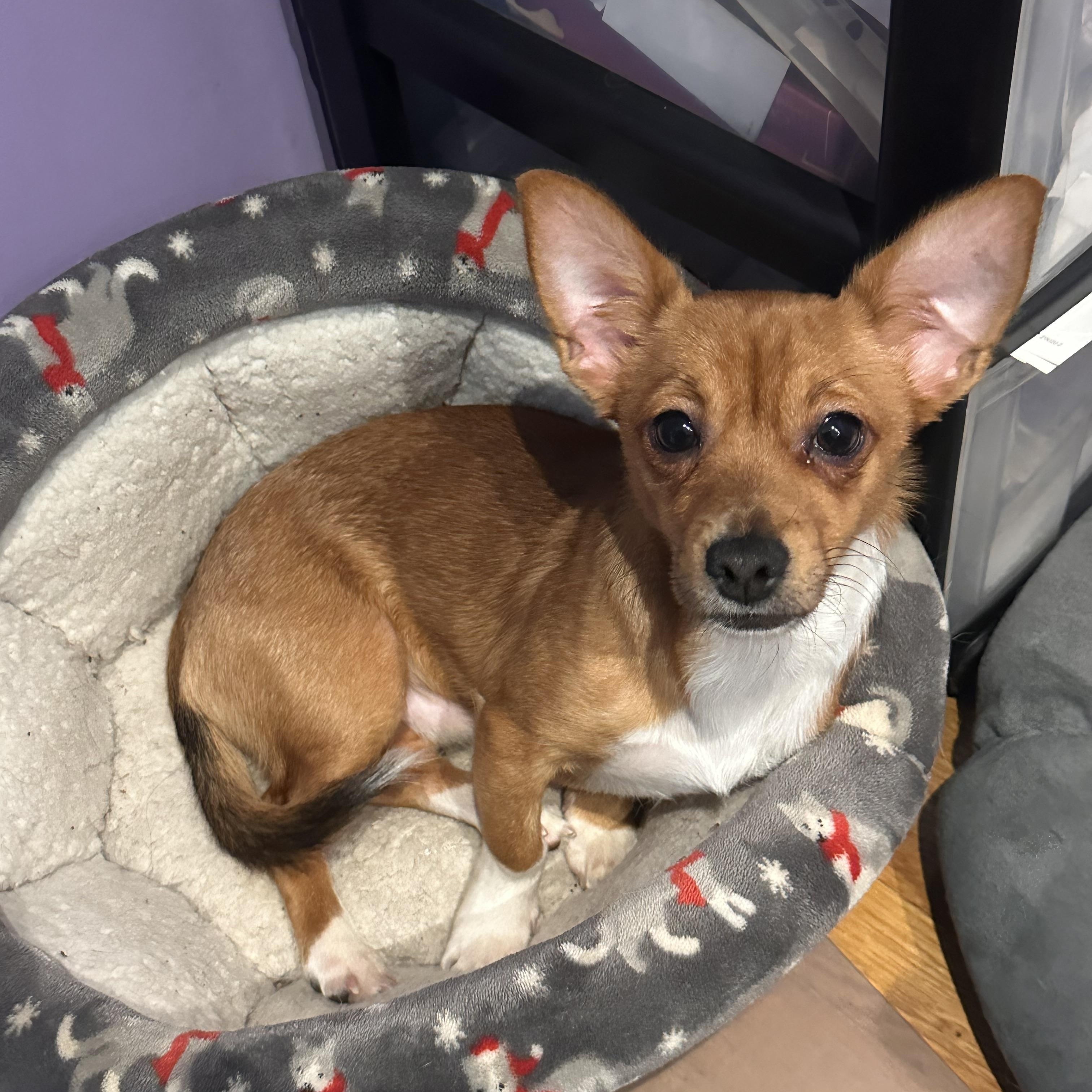 Enlarge Tober (Bev-fostered in New England), an adopted mixed breed in Warwick, RI image 3/6