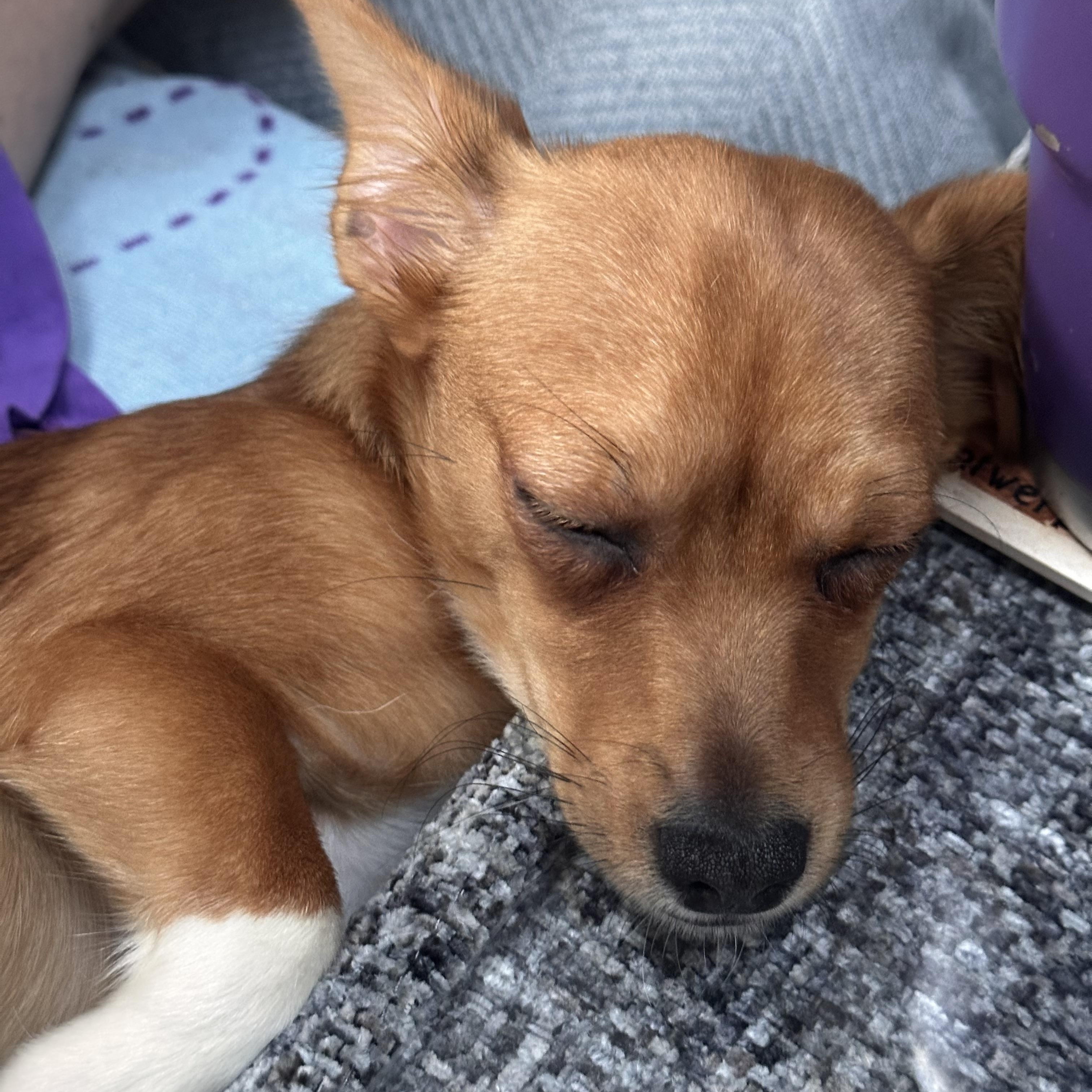 Enlarge Tober (Bev-fostered in New England), an adopted mixed breed in Warwick, RI image 2/6
