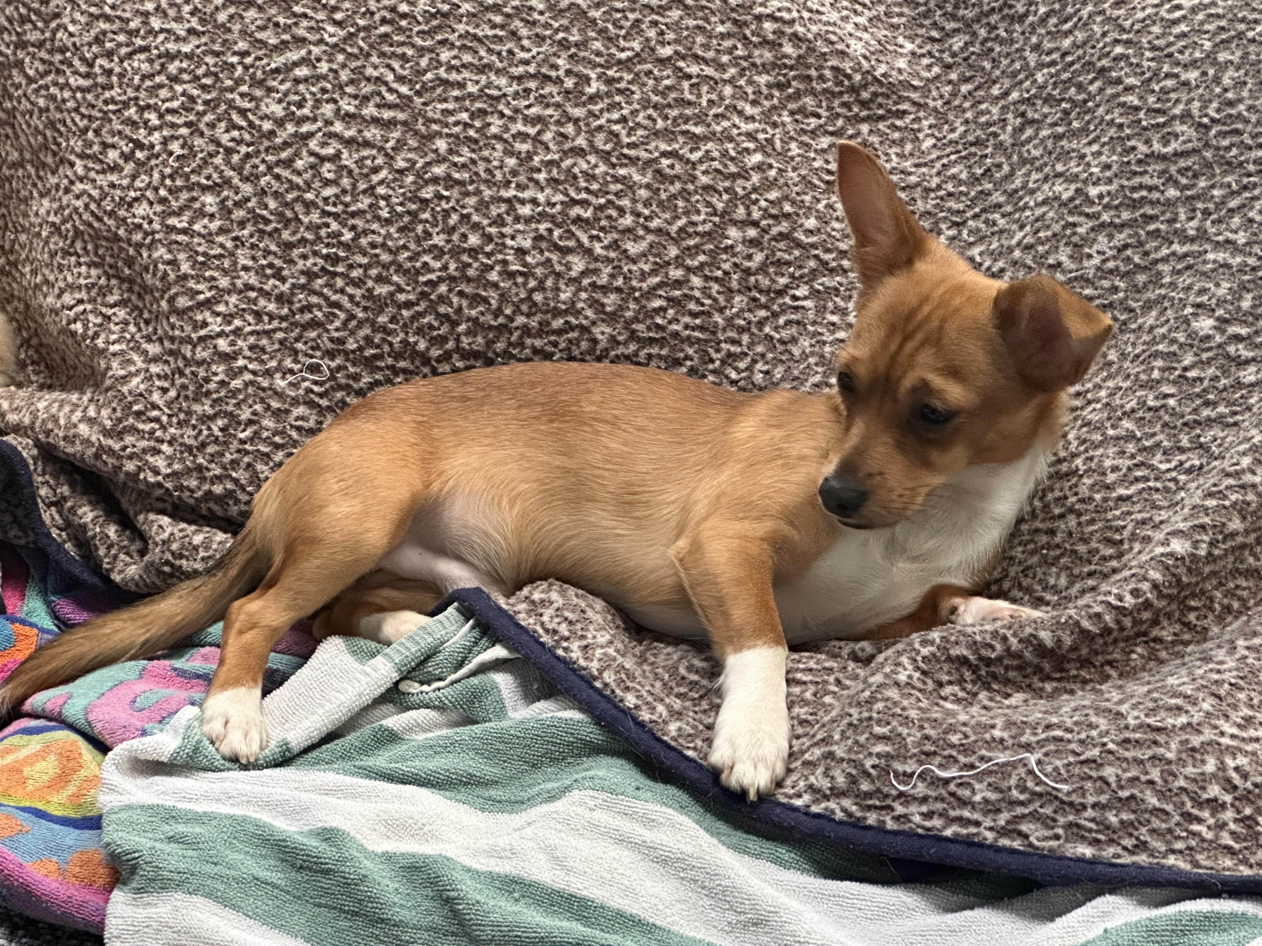 Enlarge Tober (Bev-fostered in New England), an adopted mixed breed in Warwick, RI image 4/6