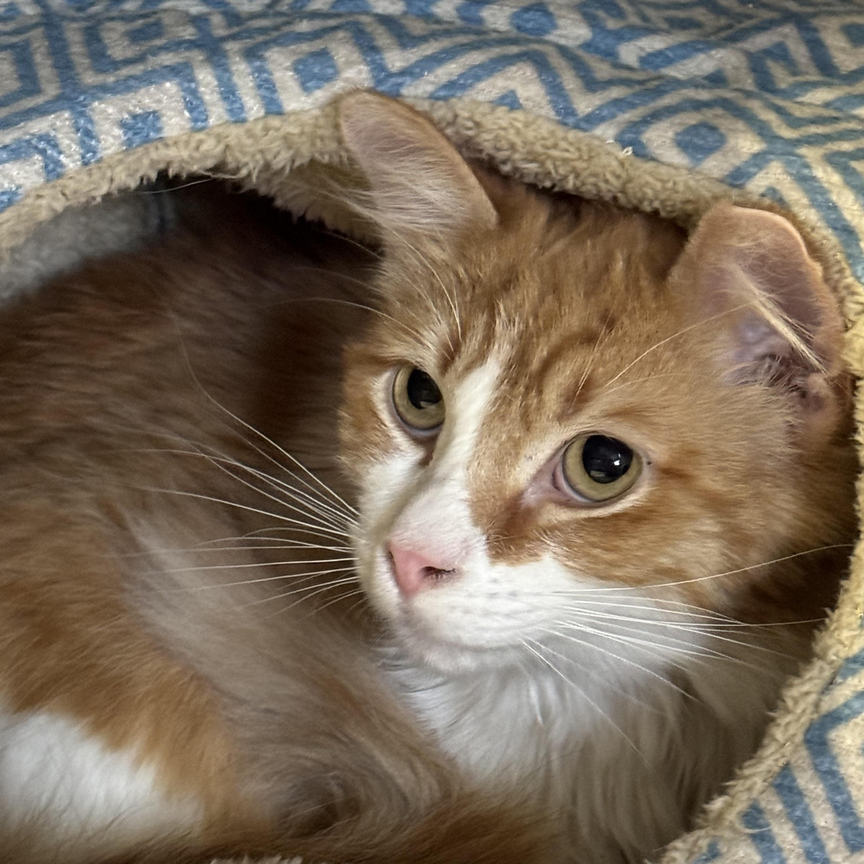 Enlarge River, an adopted Domestic Long Hair in Phoenix, AZ image 3/3