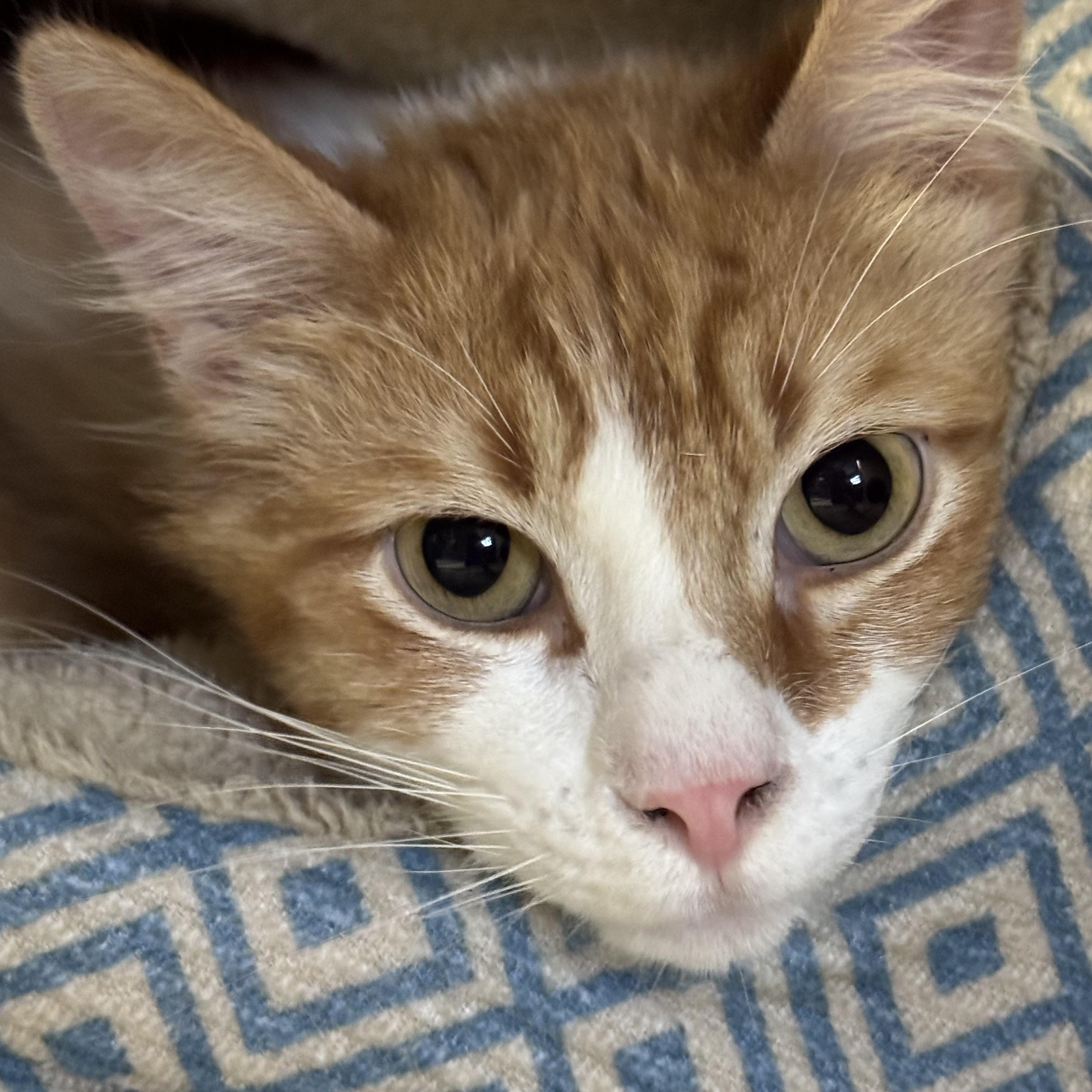 Enlarge River, an adopted Domestic Long Hair in Phoenix, AZ image 2/3