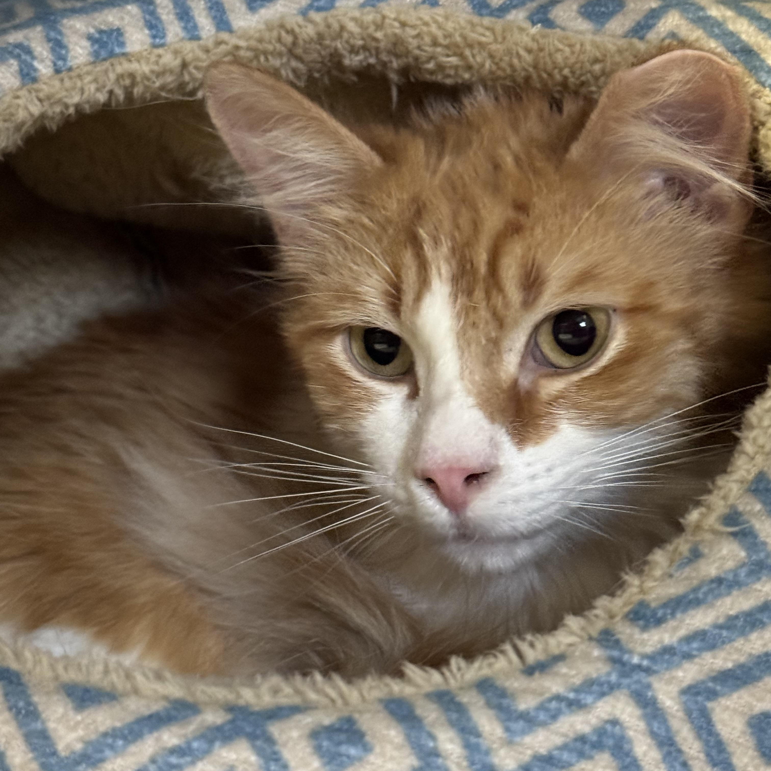 Enlarge River, an adopted Domestic Long Hair in Phoenix, AZ image 1/3