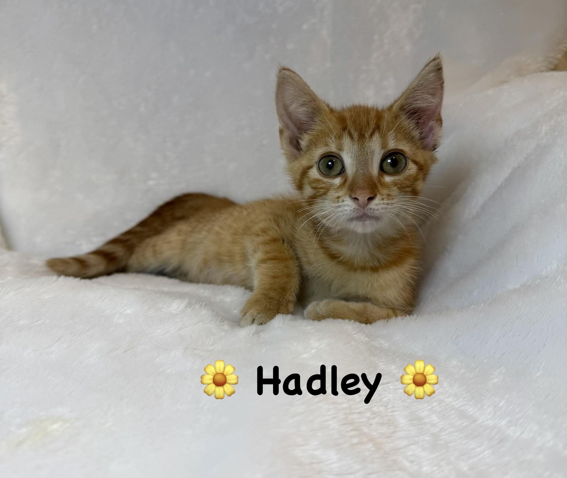 Enlarge Hadley, a Adoptable Domestic Short Hair in Copley, OH image 1/2