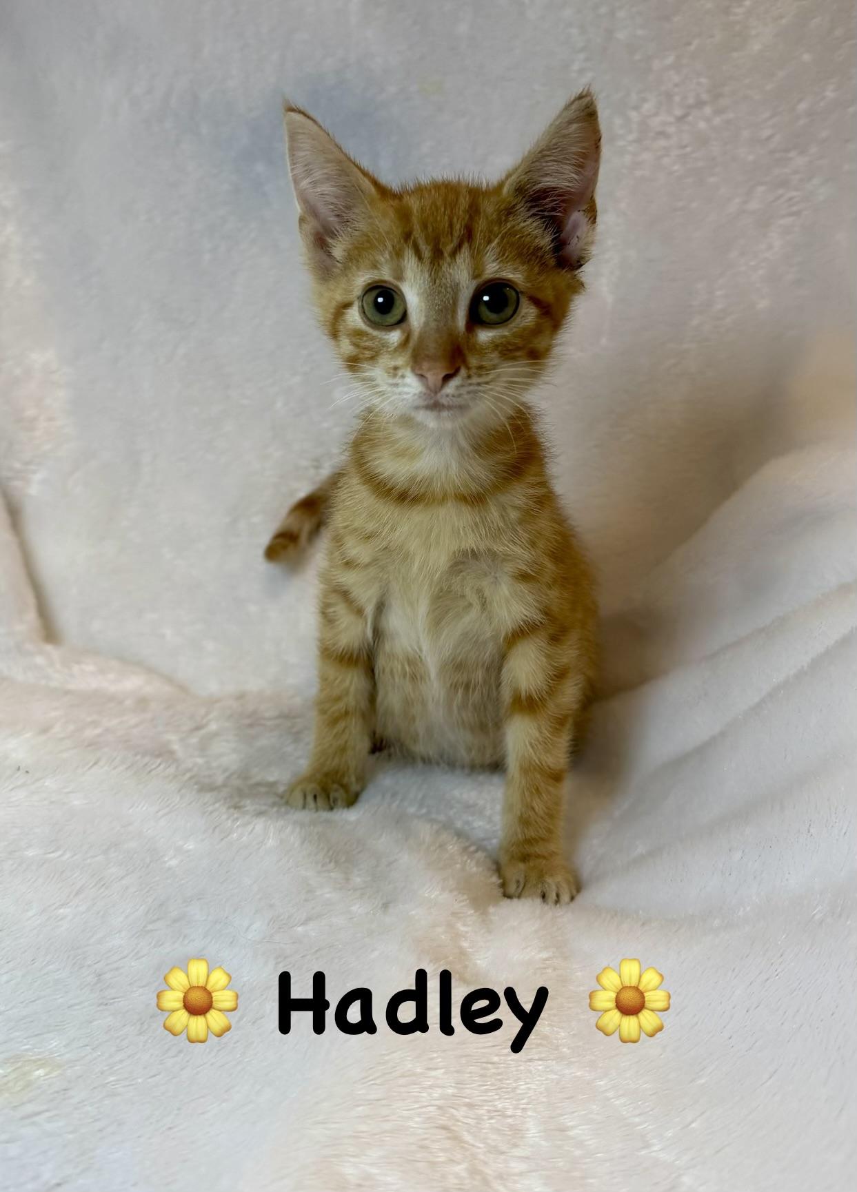 Enlarge Hadley, a Adoptable Domestic Short Hair in Copley, OH image 2/2