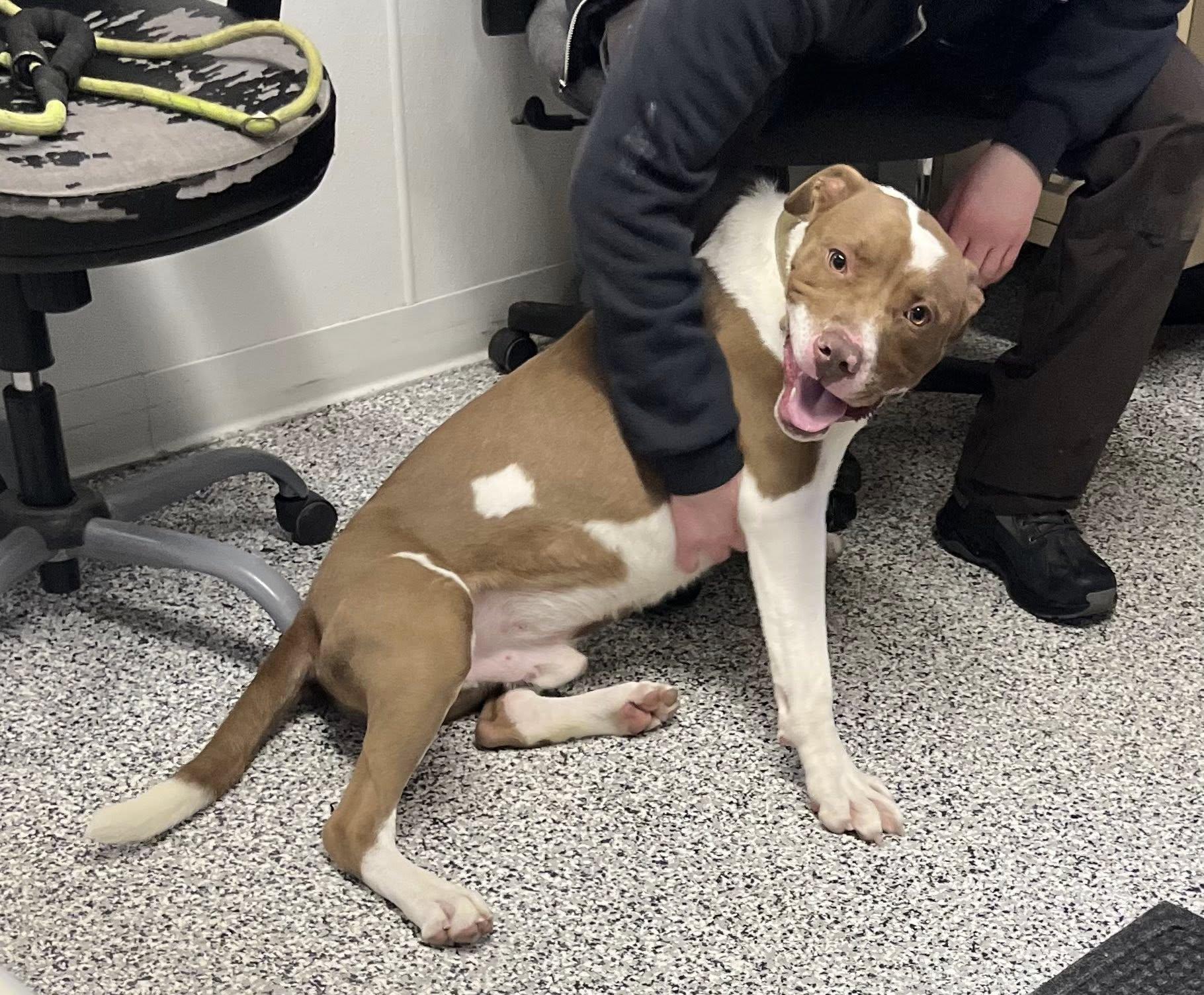 Bear, ADOPTABLE, Young Male Boxer.