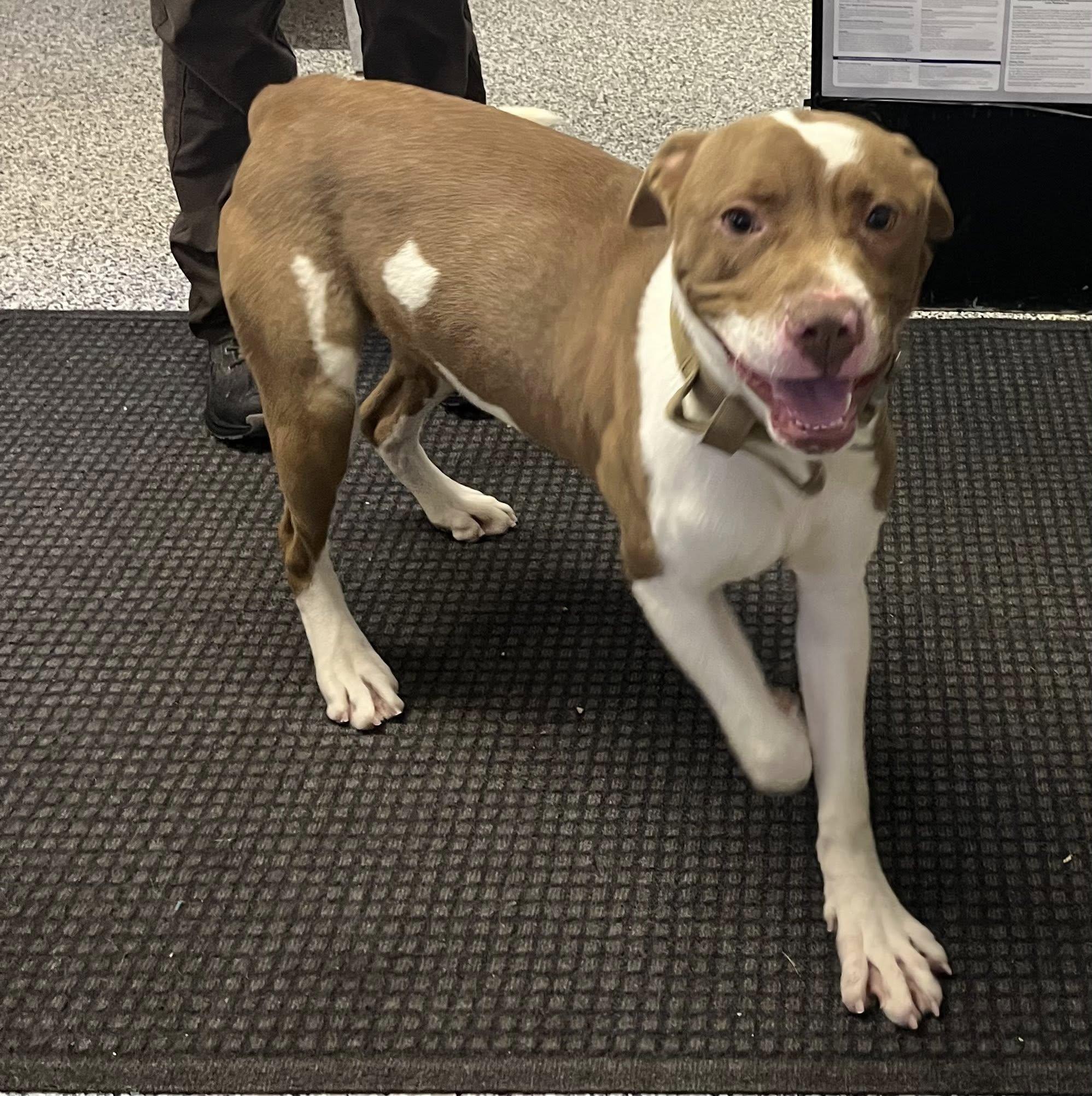 Bear, a ADOPTABLE mixed breed in Kalkaska, MI image 2/3