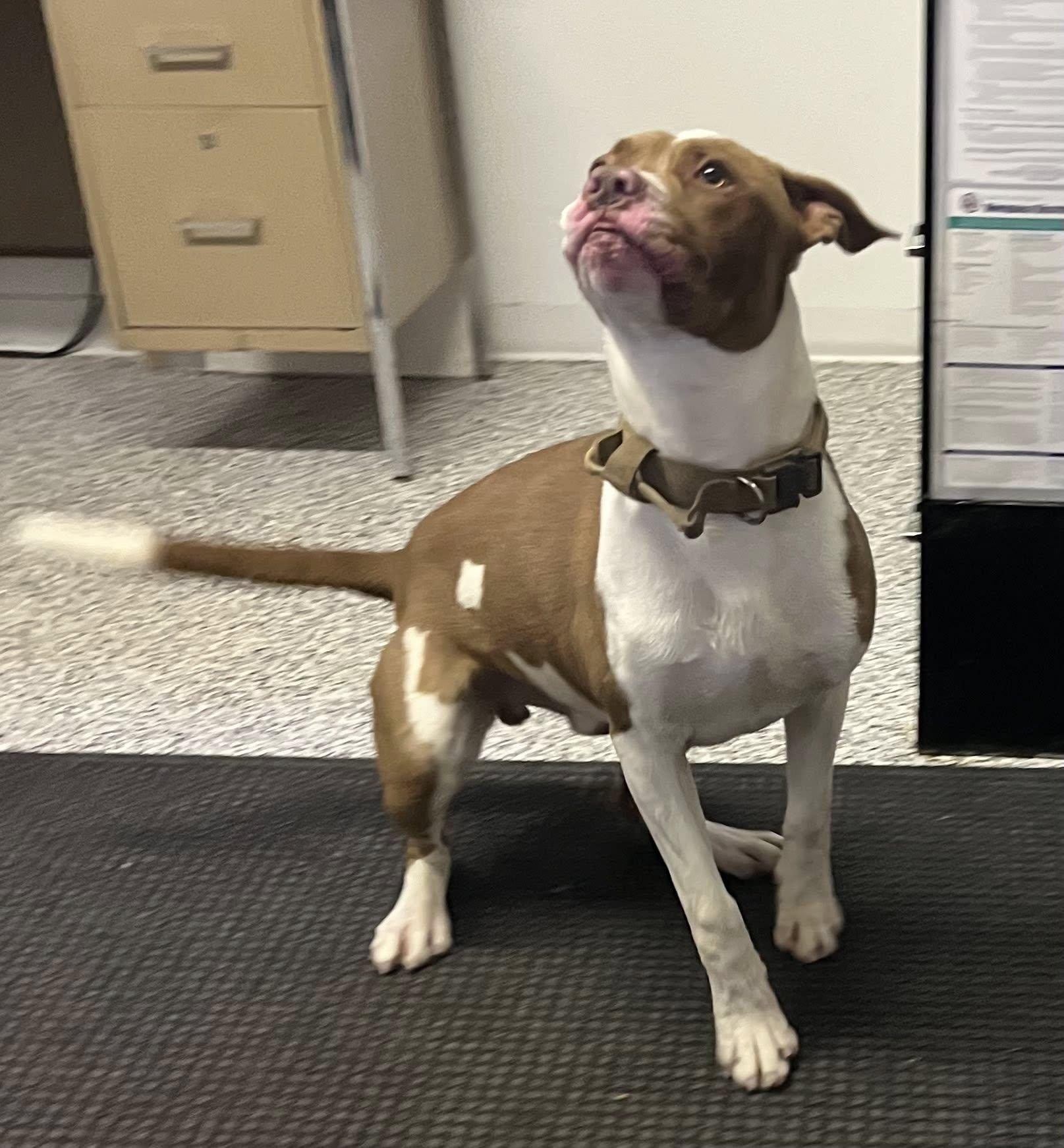 Bear, a ADOPTABLE mixed breed in Kalkaska, MI image 3/3