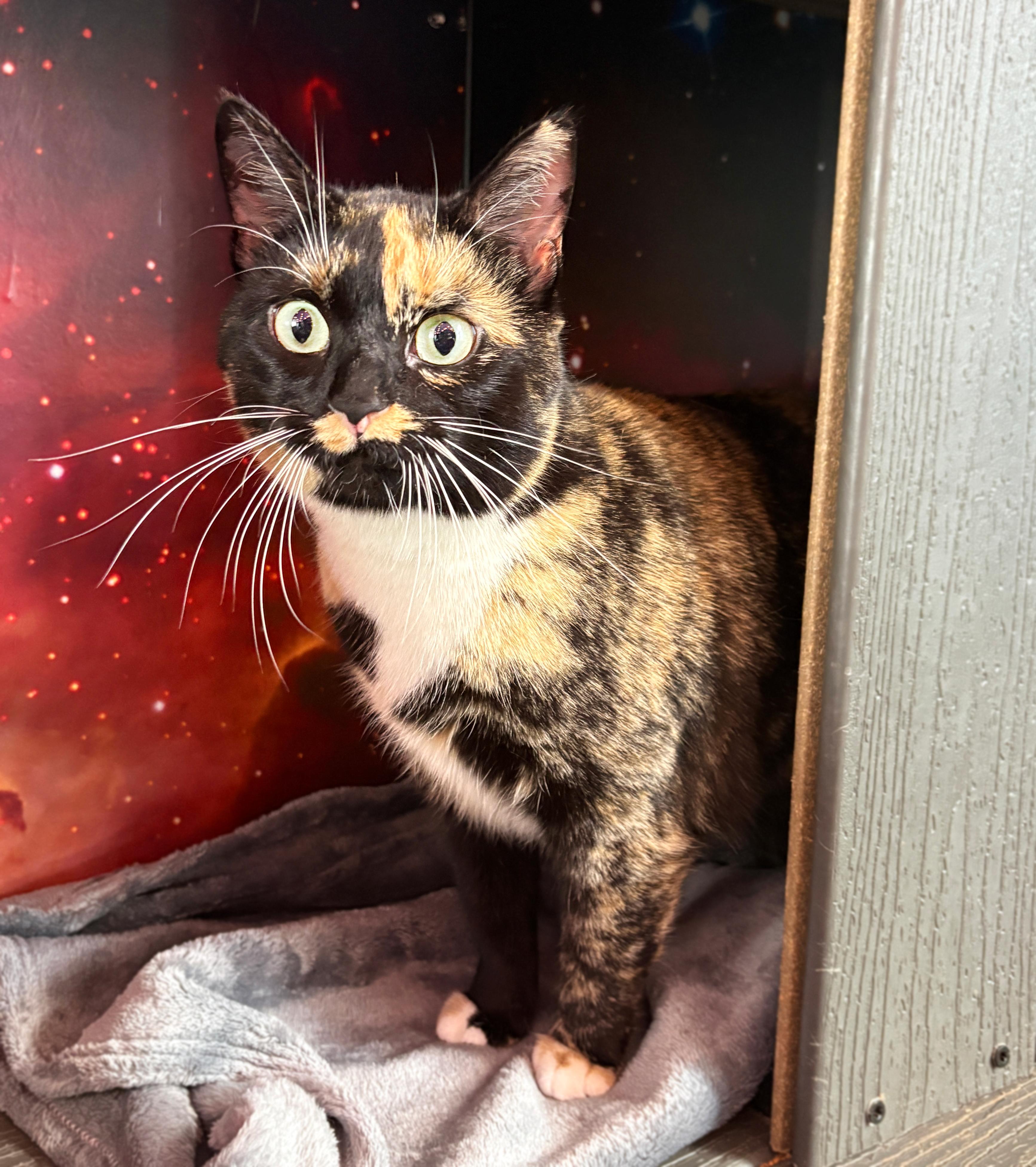 Teela, ADOPTABLE, Adult Female Domestic Short Hair.