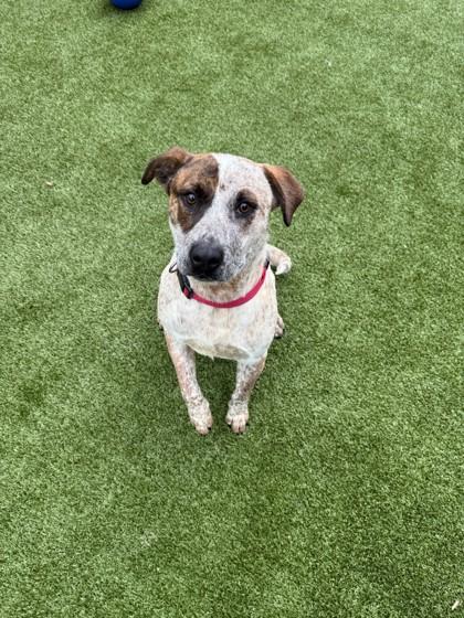 Kenneth, Adoptable, Young Male Cattle Dog & Mixed Breed.