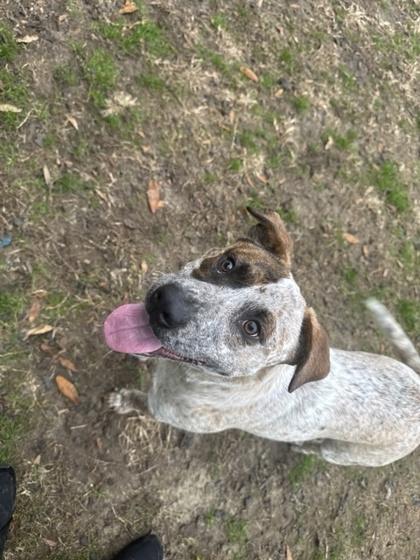 Enlarge Kenneth, a Adoptable mixed breed in Conway, SC image 3/4