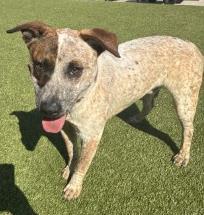 Enlarge Kenneth, a Adoptable mixed breed in Conway, SC image 1/3