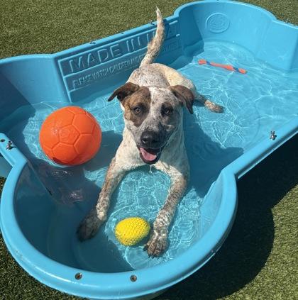 Enlarge Kenneth, a Adoptable mixed breed in Conway, SC image 1/3