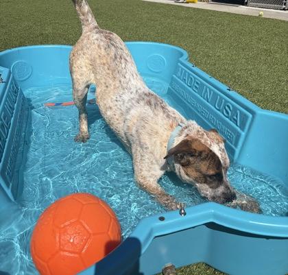 Enlarge Kenneth, a Adoptable mixed breed in Conway, SC image 2/3