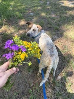 Enlarge Kenneth, a Adoptable mixed breed in Conway, SC image 2/3