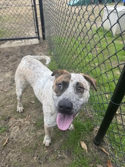 Enlarge Kenneth, a Adoptable mixed breed in Conway, SC image 4/4