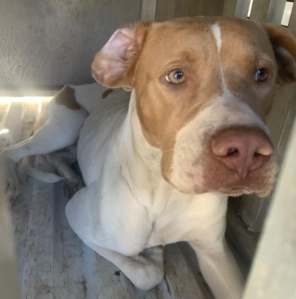 Enlarge Chilli, a Adoptable mixed breed in Effingham, SC image 1/6