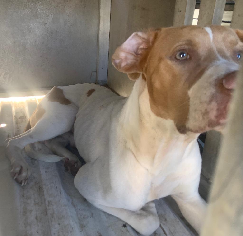 Enlarge Chilli, a Adoptable mixed breed in Effingham, SC image 2/6