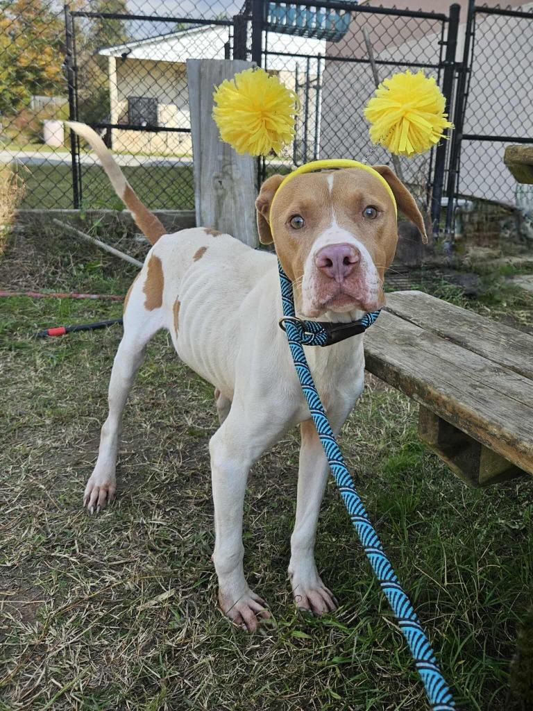 Enlarge Chilli, a Adoptable mixed breed in Effingham, SC image 3/6