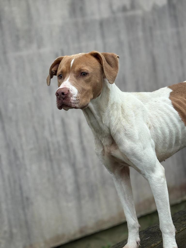 Enlarge Chilli, a Adoptable mixed breed in Effingham, SC image 5/6