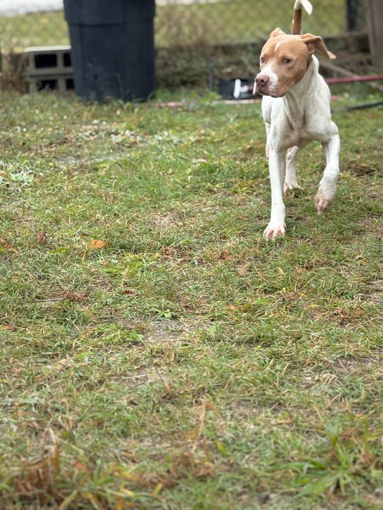 Enlarge Chilli, a Adoptable mixed breed in Effingham, SC image 6/6