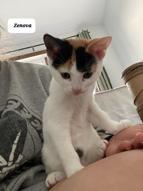 Zenova (f) Calico 5mths old