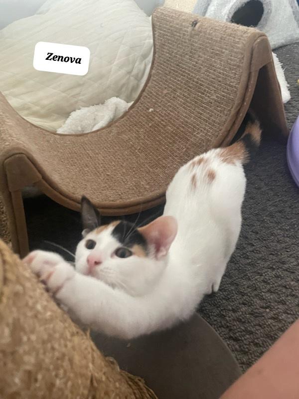 Zenova (f) Calico 5mths old