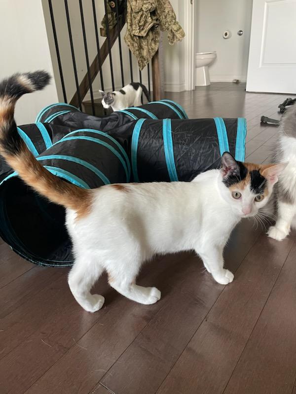 Zenova (f) Calico 5mths old