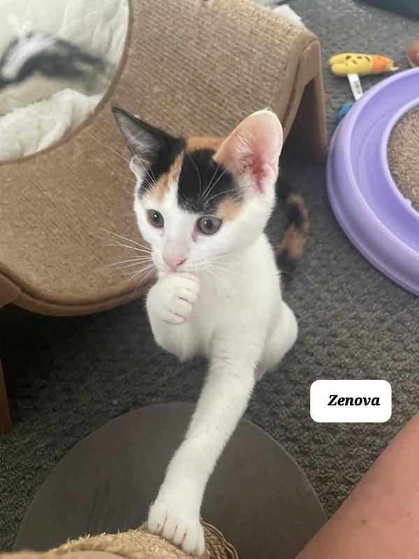 Zenova (f) Calico 5mths old