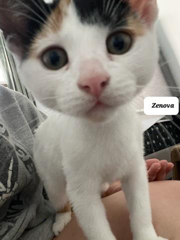 Zenova (f) Calico 5mths old