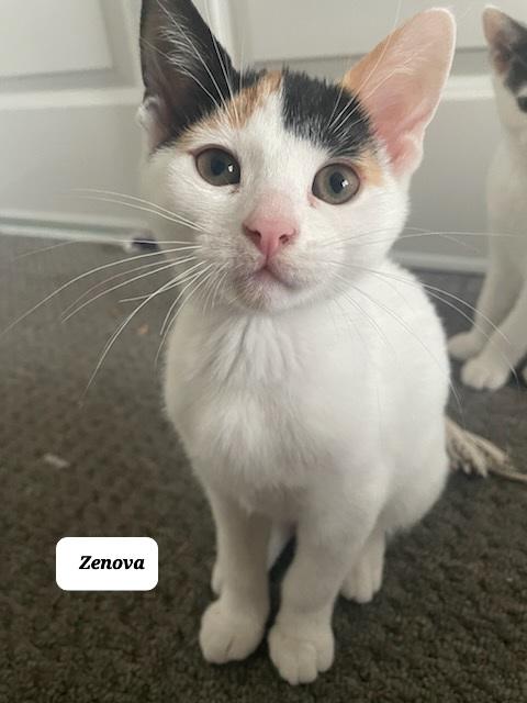 Zenova (f) Calico 5mths old