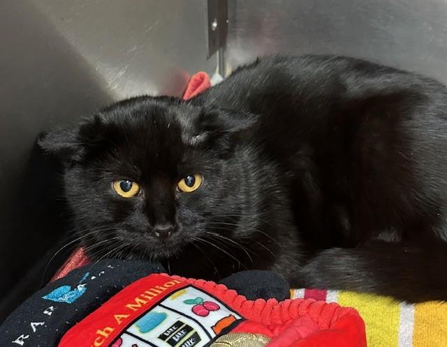 Alocasia, ADOPTABLE, Adult Female Domestic Short Hair.