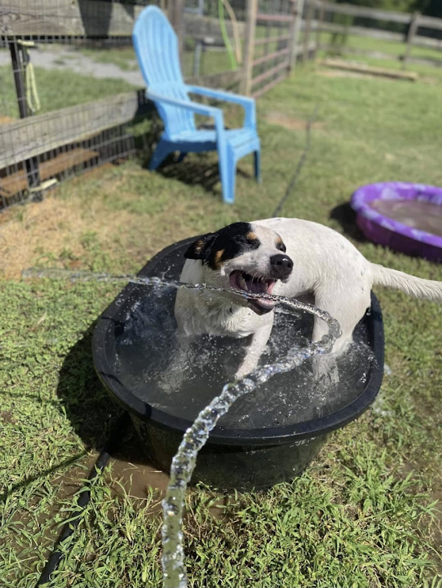 Spade, a Adoptable mixed breed in Georgetown, TN image 2/5